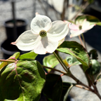 Kousa Dogwood