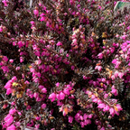 Kramer's Rote Heather