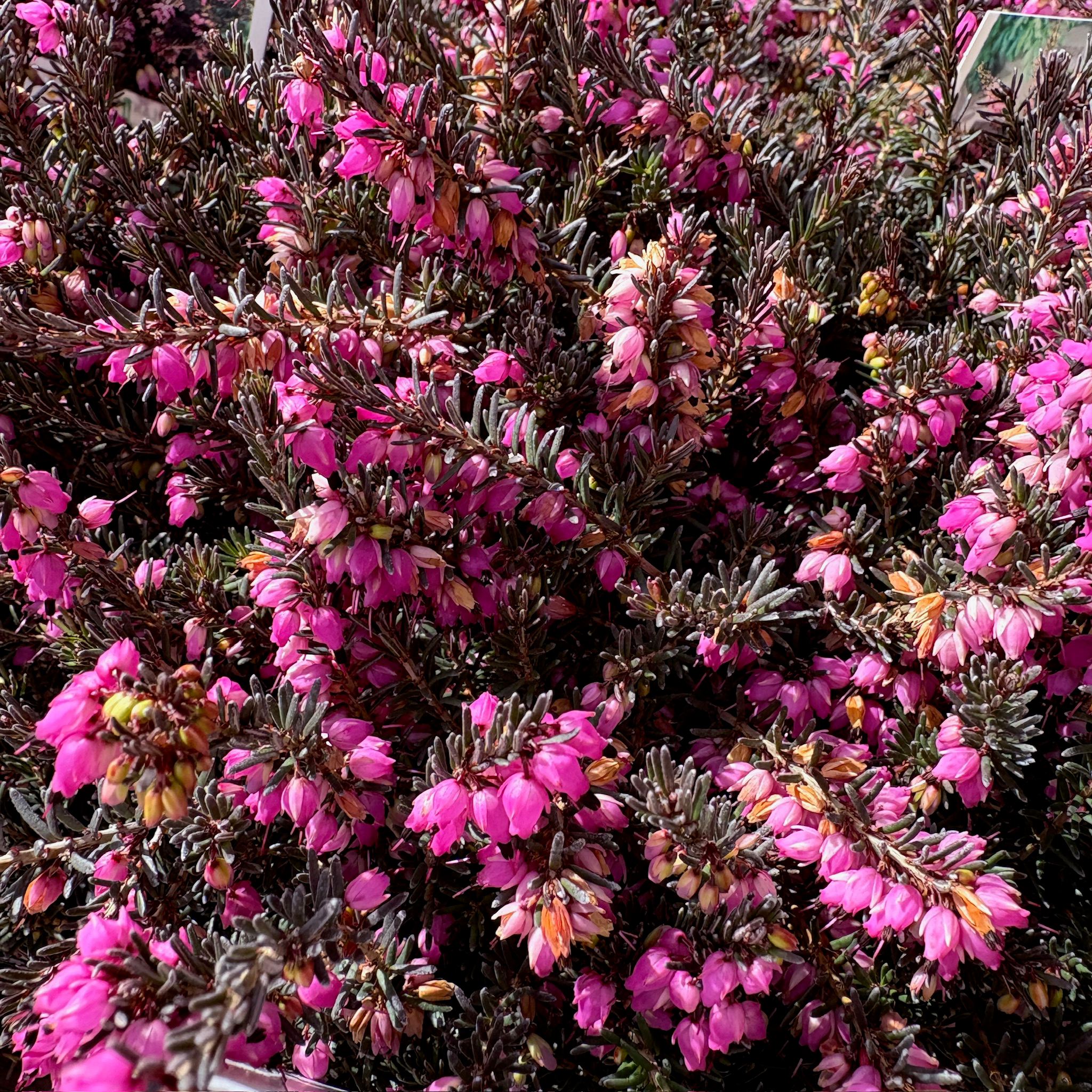 Kramer's Rote Heather
