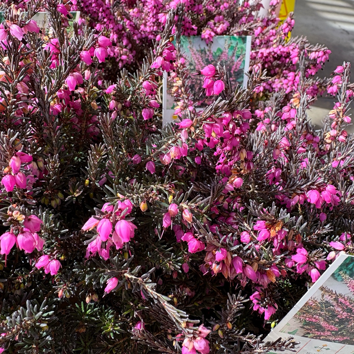 Kramer's Rote Heather