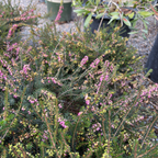 Kramer's Rote Heather