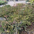 Kramer's Rote Heather