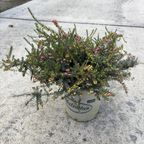 Kramer's Rote Heather