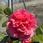 Kramer's Supreme Camellia