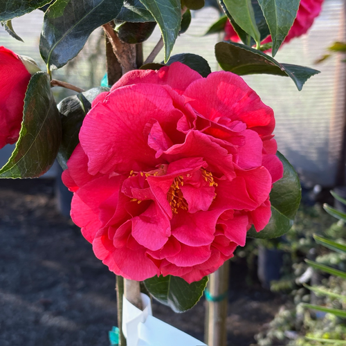 Kramer's Supreme Camellia | Deep Red Peony-Form Blooms – Victory