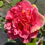 Kramer's Supreme Camellia