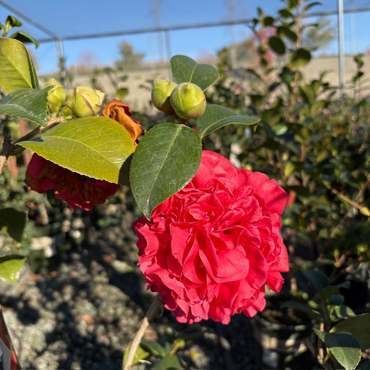 Kramer's Supreme Camellia
