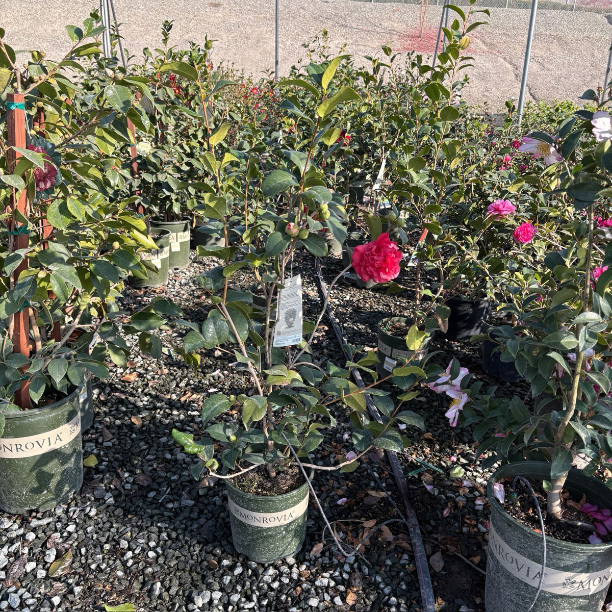supreme plant pot Kramer's Supreme Camellia