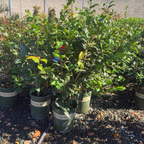 Kramer's Supreme Camellia
