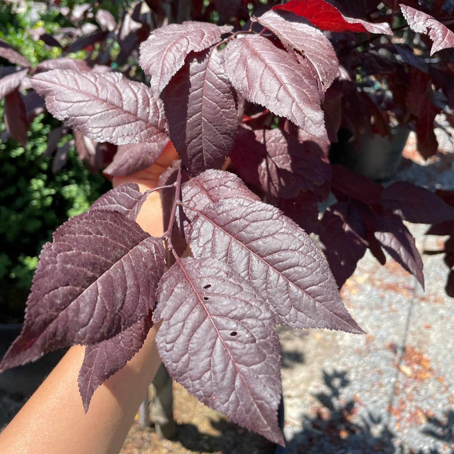 Krauter Vesuvius Flowering Plum