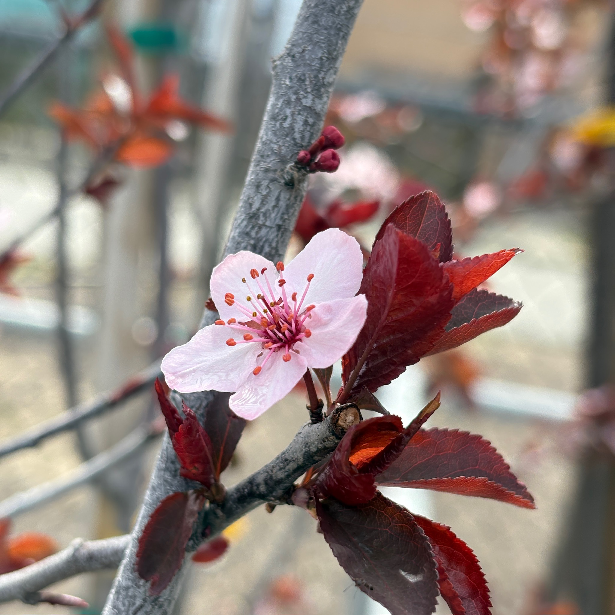 Krauter Vesuvius Flowering Plum
