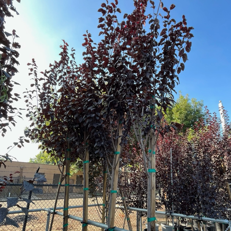 Krauter Vesuvius Flowering Plum