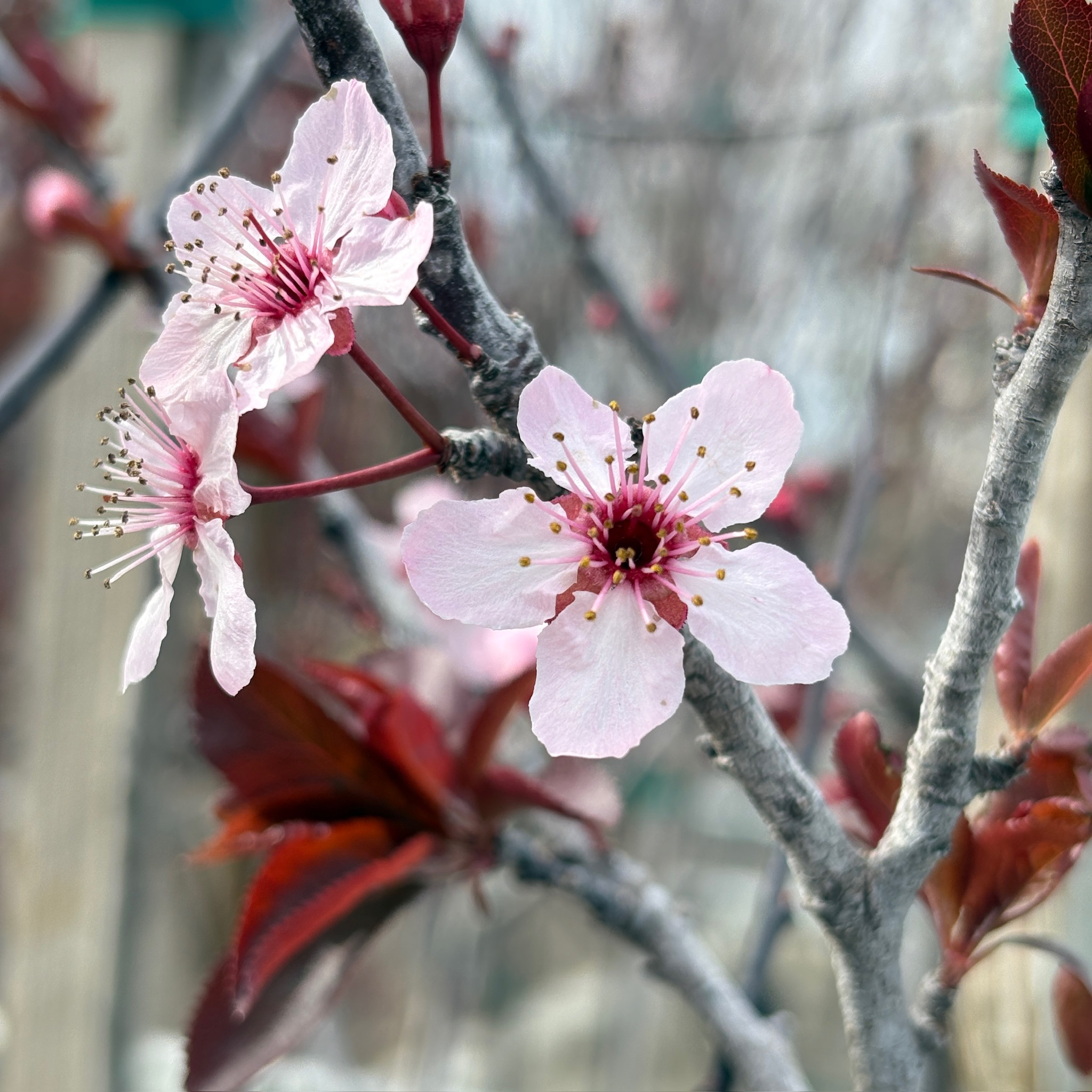 Krauter Vesuvius Flowering Plum