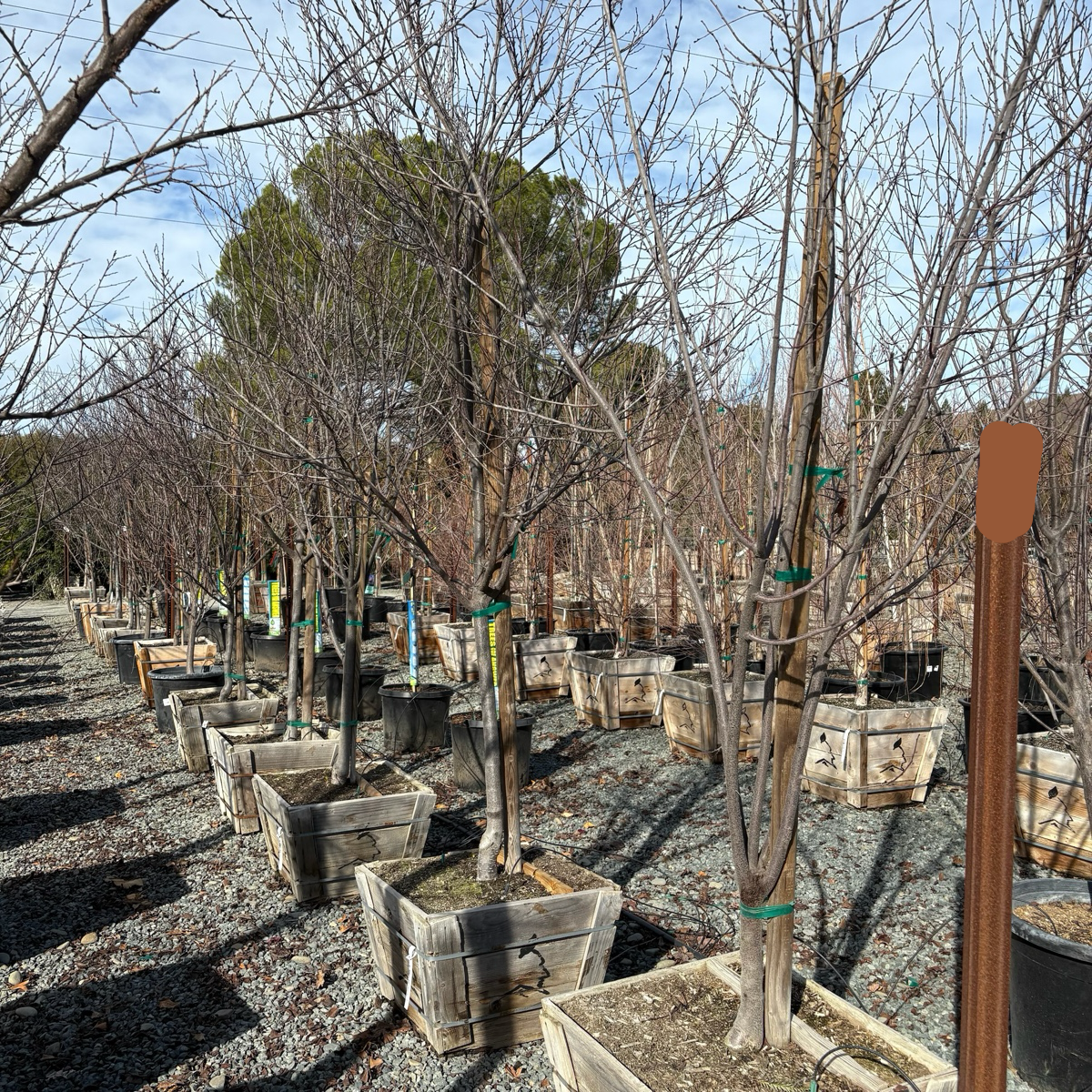 Krauter Vesuvius Flowering Plum
