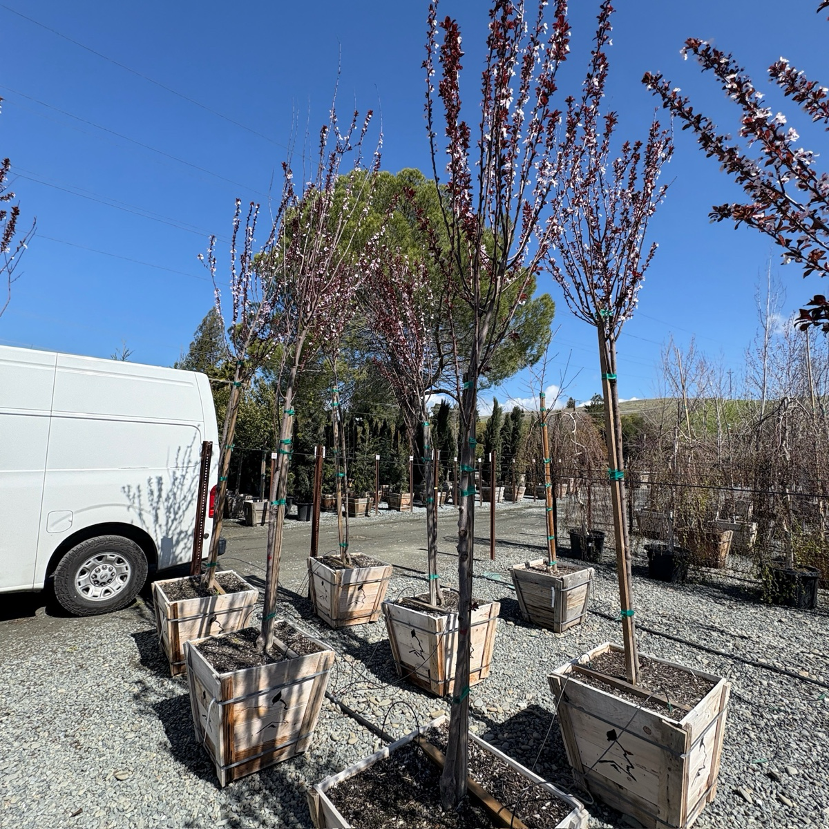 Krauter Vesuvius Flowering Plum