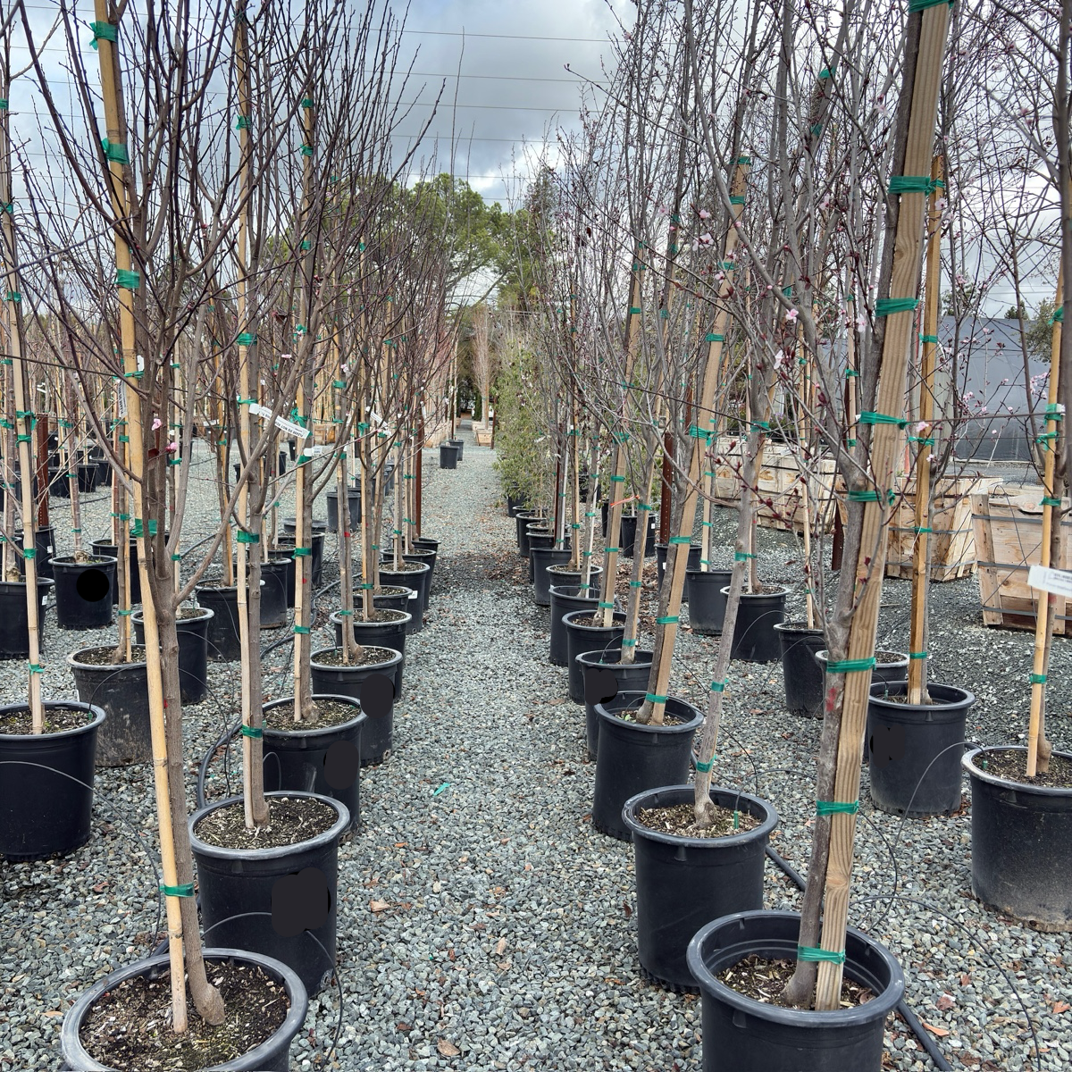 Krauter Vesuvius Flowering Plum