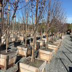 Krauter Vesuvius Flowering Plum