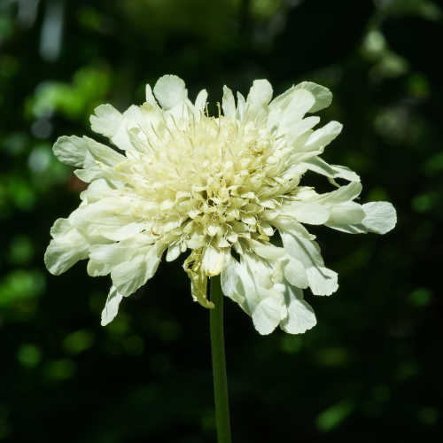 Kudo White Pincushion Flower