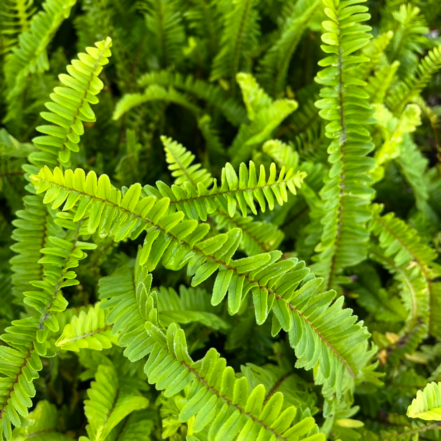  Close-up of green Southern Sword Fern (Nephrolepis cordifolia) leaves