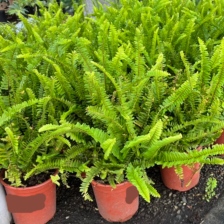 Row of potted Kupukupu plants in red pots on a black surface