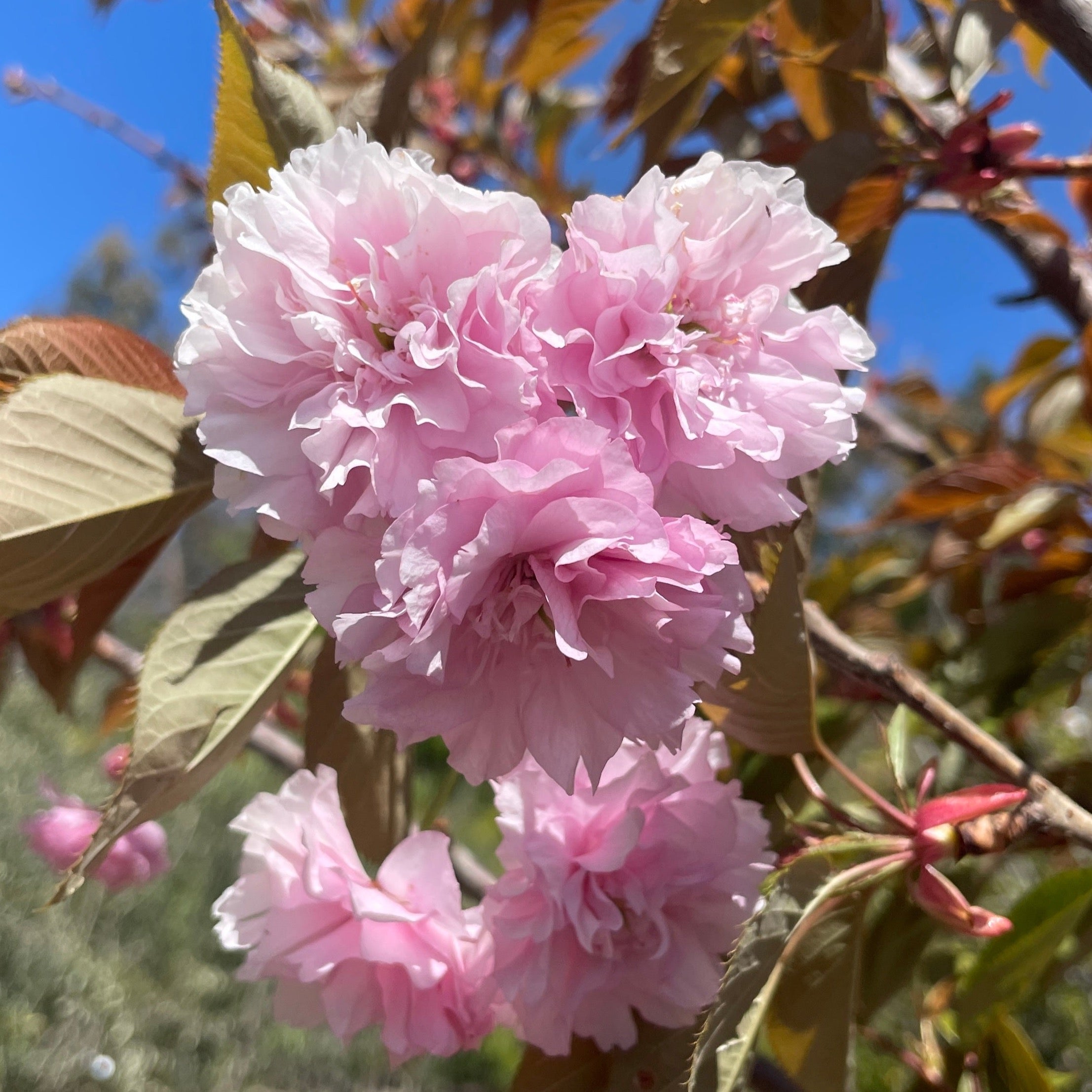 Kwanzan Flowering Cherry