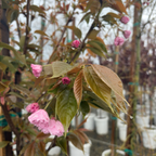 Kwanzan Flowering Cherry