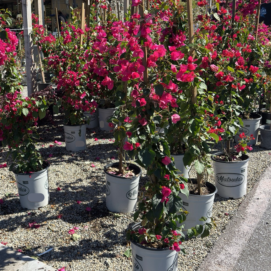 house plant vine with pink flowers La Jolla Bougainvillea