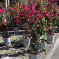 La Jolla Bougainvillea