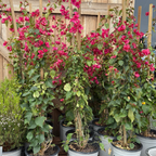 La Jolla Bougainvillea