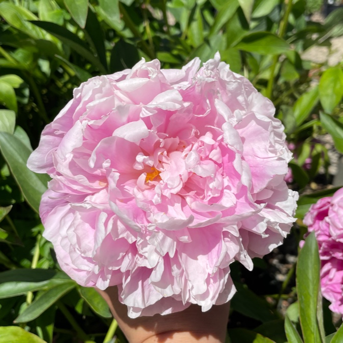 Lady Orchid Peony | Pink Single Herbaceous Peony – Victory Nursery