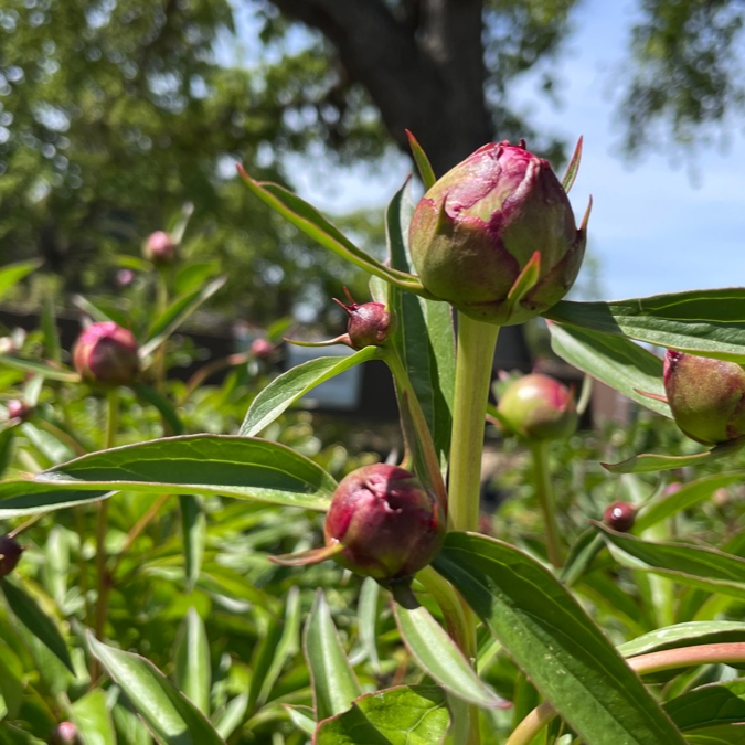 Lady Orchid Peony