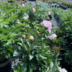 Lady Orchid Peony
