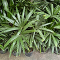 Lady Palm