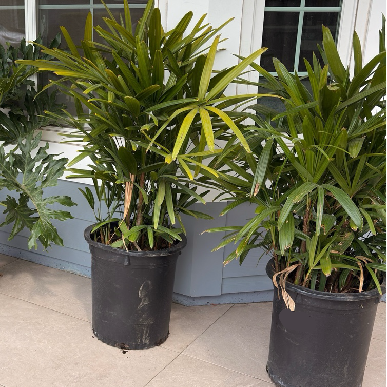 Lady Palm