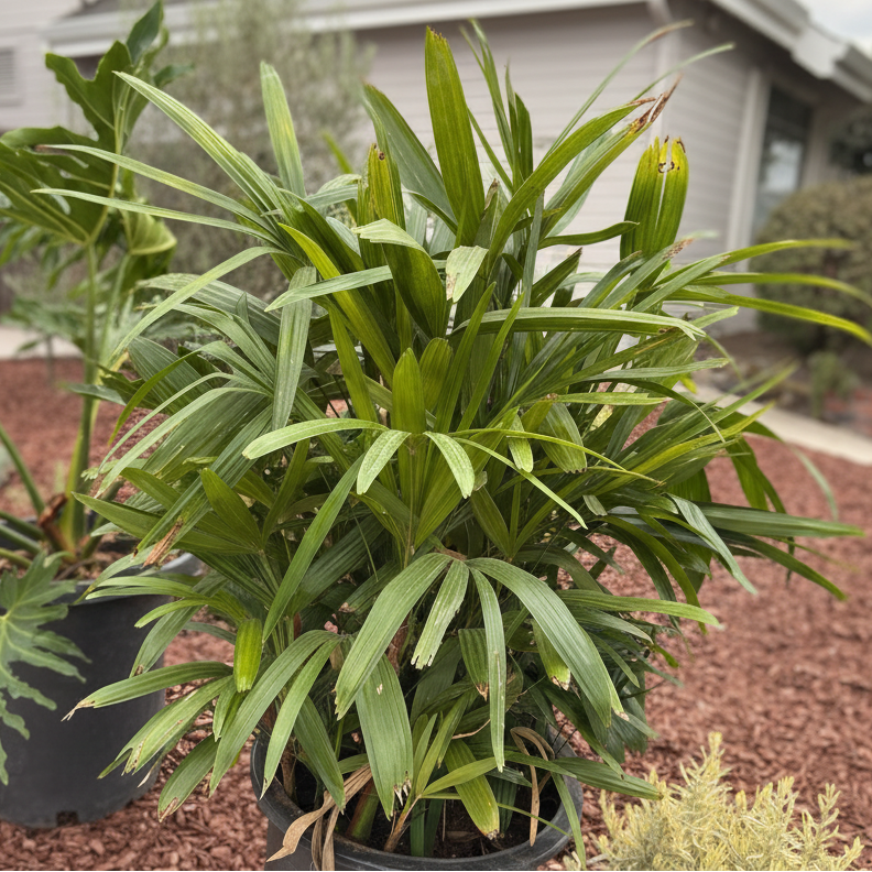 lady palm plant Lady Palm