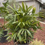 Lady Palm
