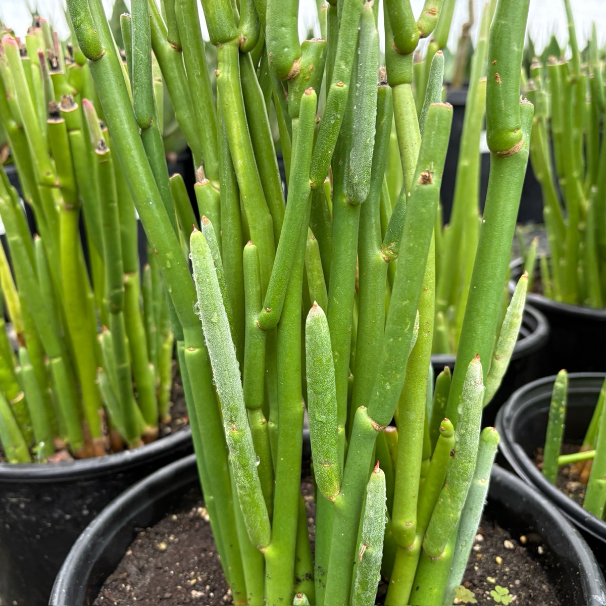 Green Lady's Slipper Euphorbia plants in black pots on a blurred background