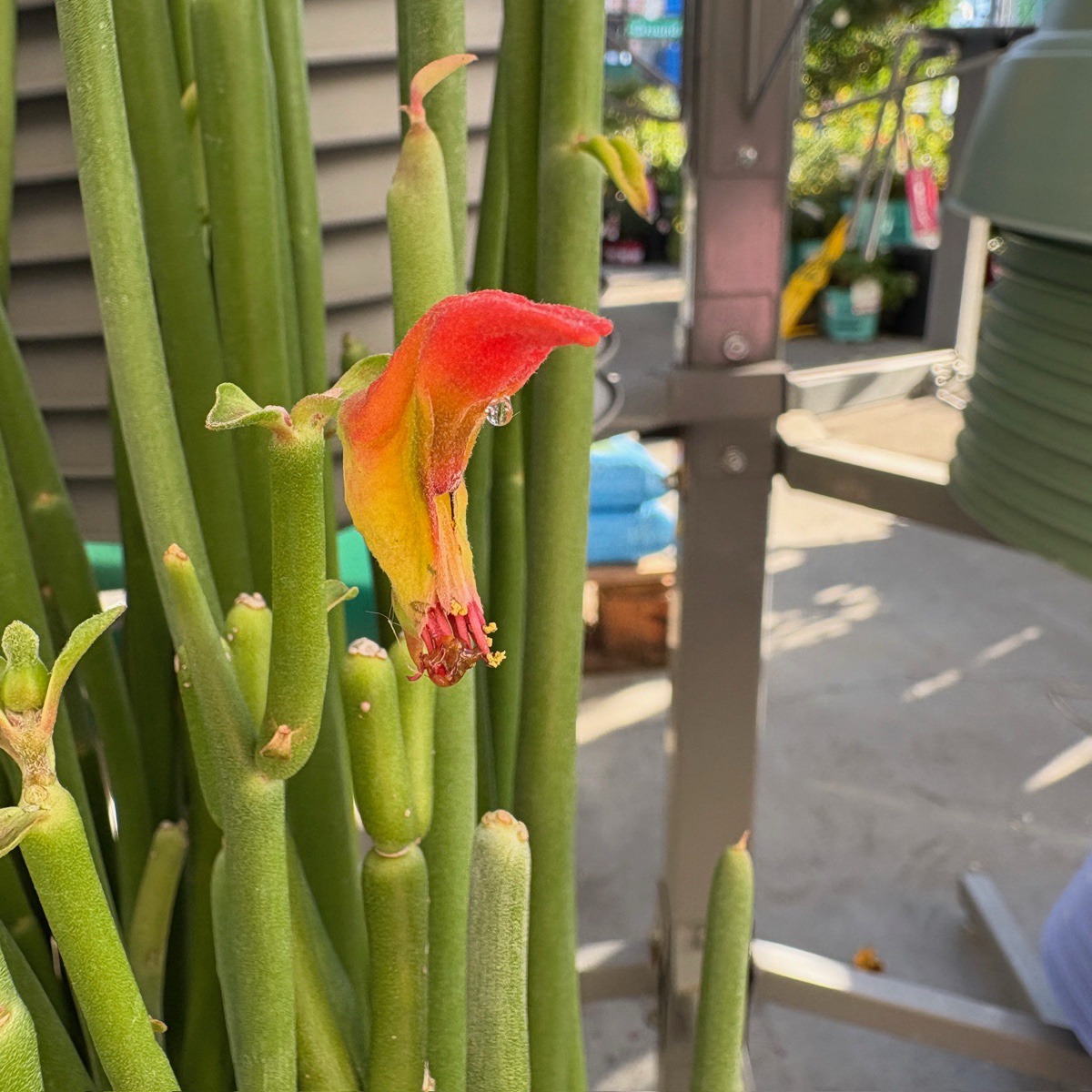 Slipper plant with a red flower in an outdoor setting