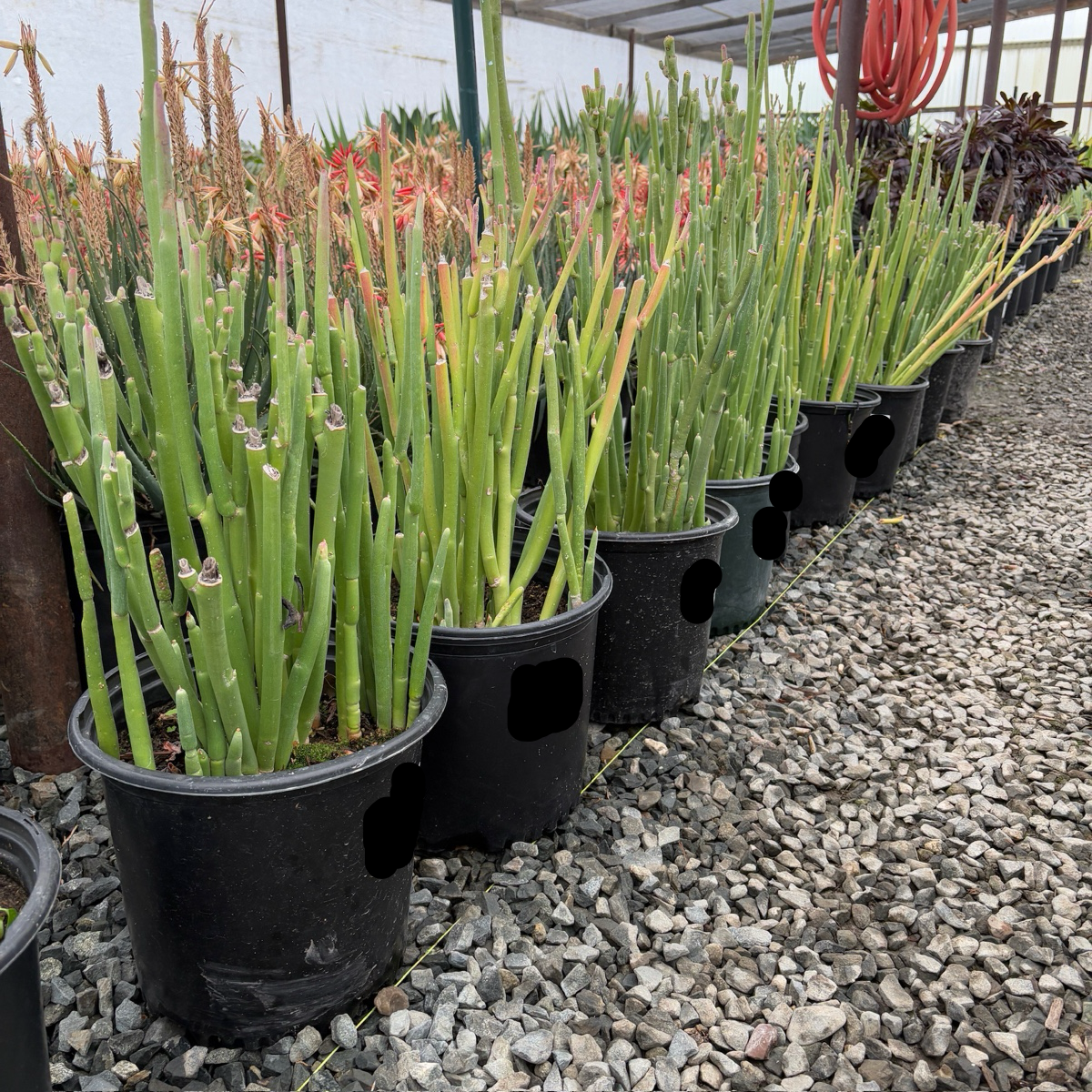 Row of potted Slipper plant in a greenhouse setting