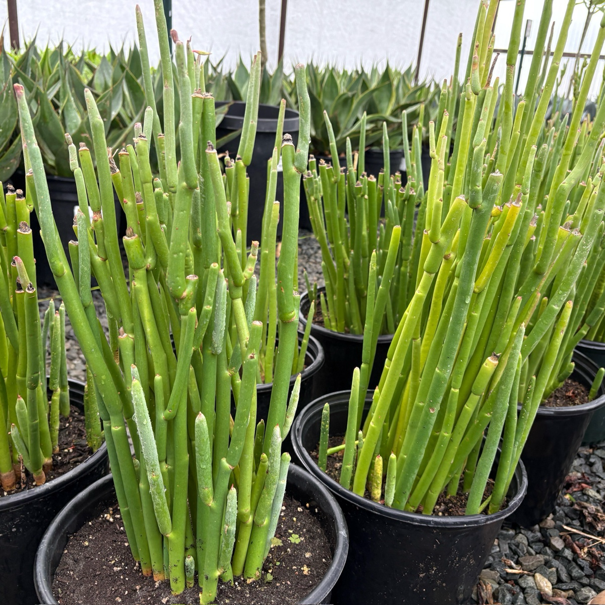 Potted Slipper plant in a nursery setting