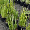 Row of potted Candelilla in a nursery setting
