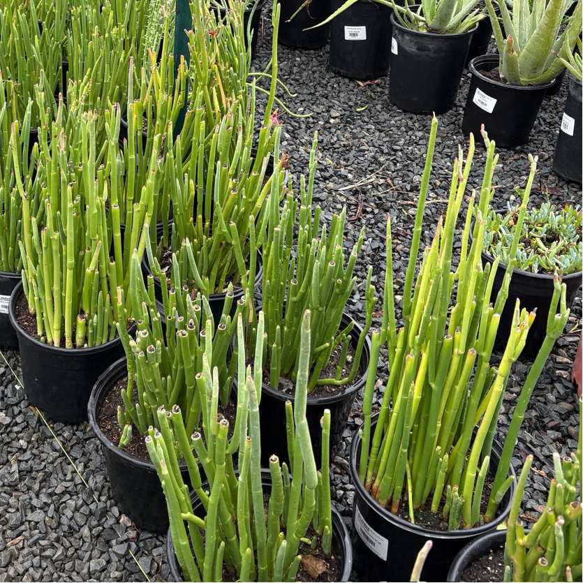 Row of potted Candelilla in a nursery setting