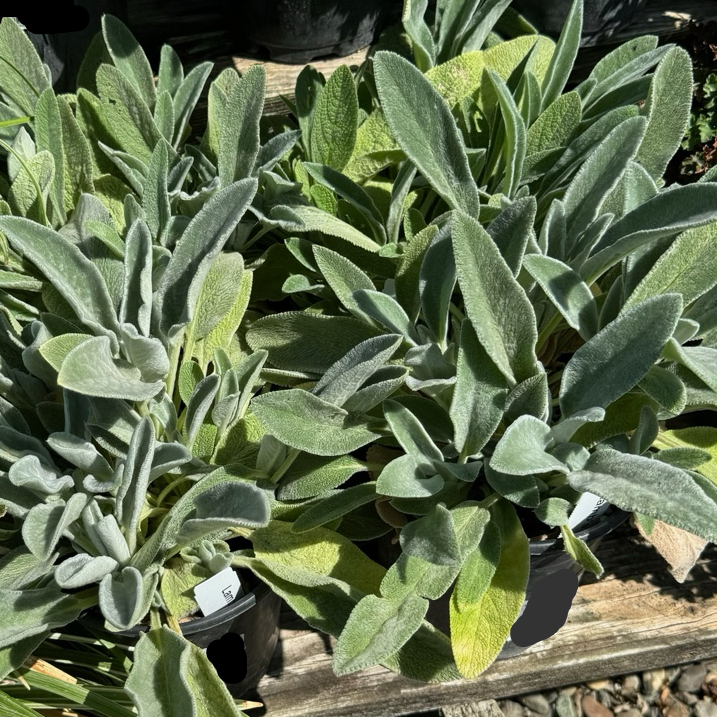 Lamb's Ear Green Lamb's Ear plants in pots on a gravel surface with a blurred background