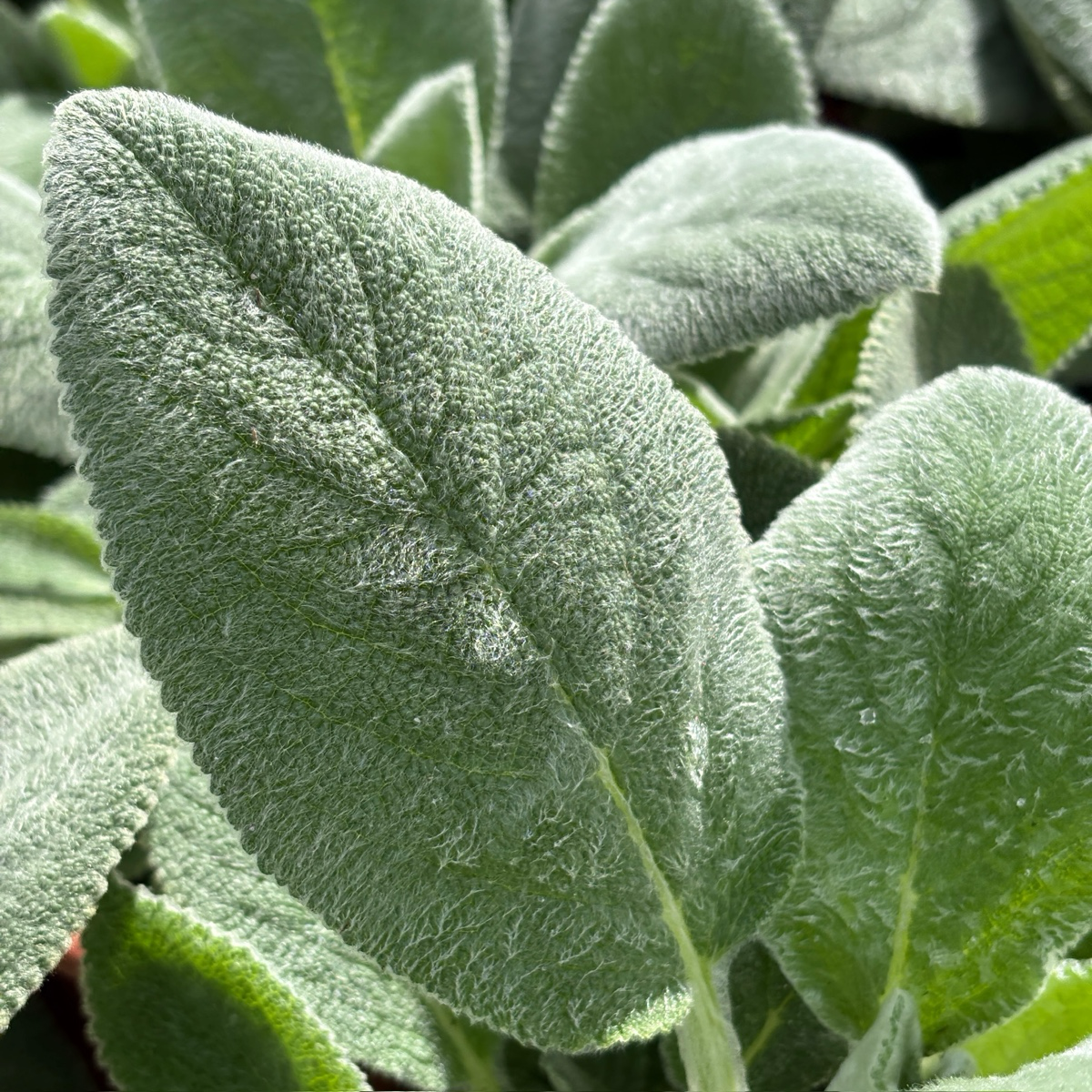 Lamb's Ear Close-up of Lamb's Ear leaves with a textured surface