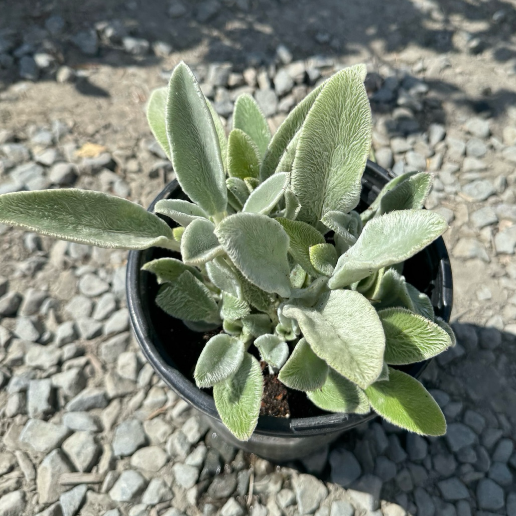lamb's ear plant indoors Lamb's Ear Groundcover