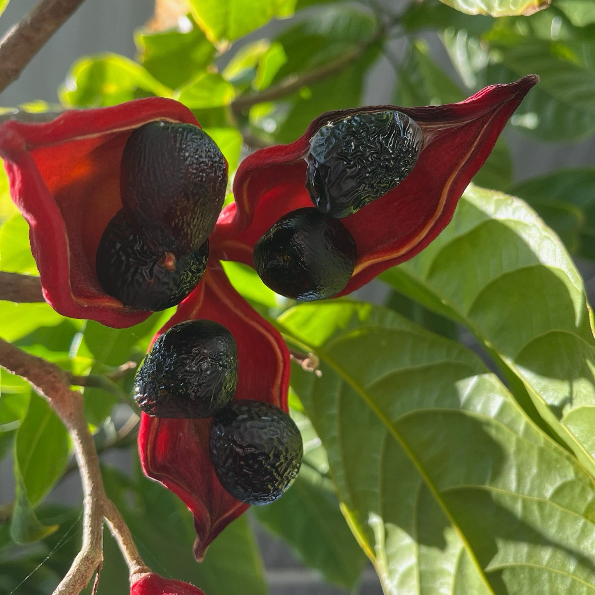 Lance-leaved Sterculia