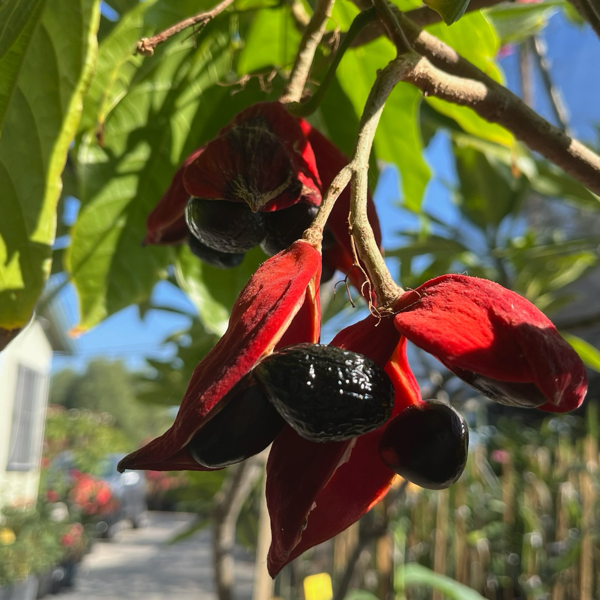 Lance-leaved Sterculia