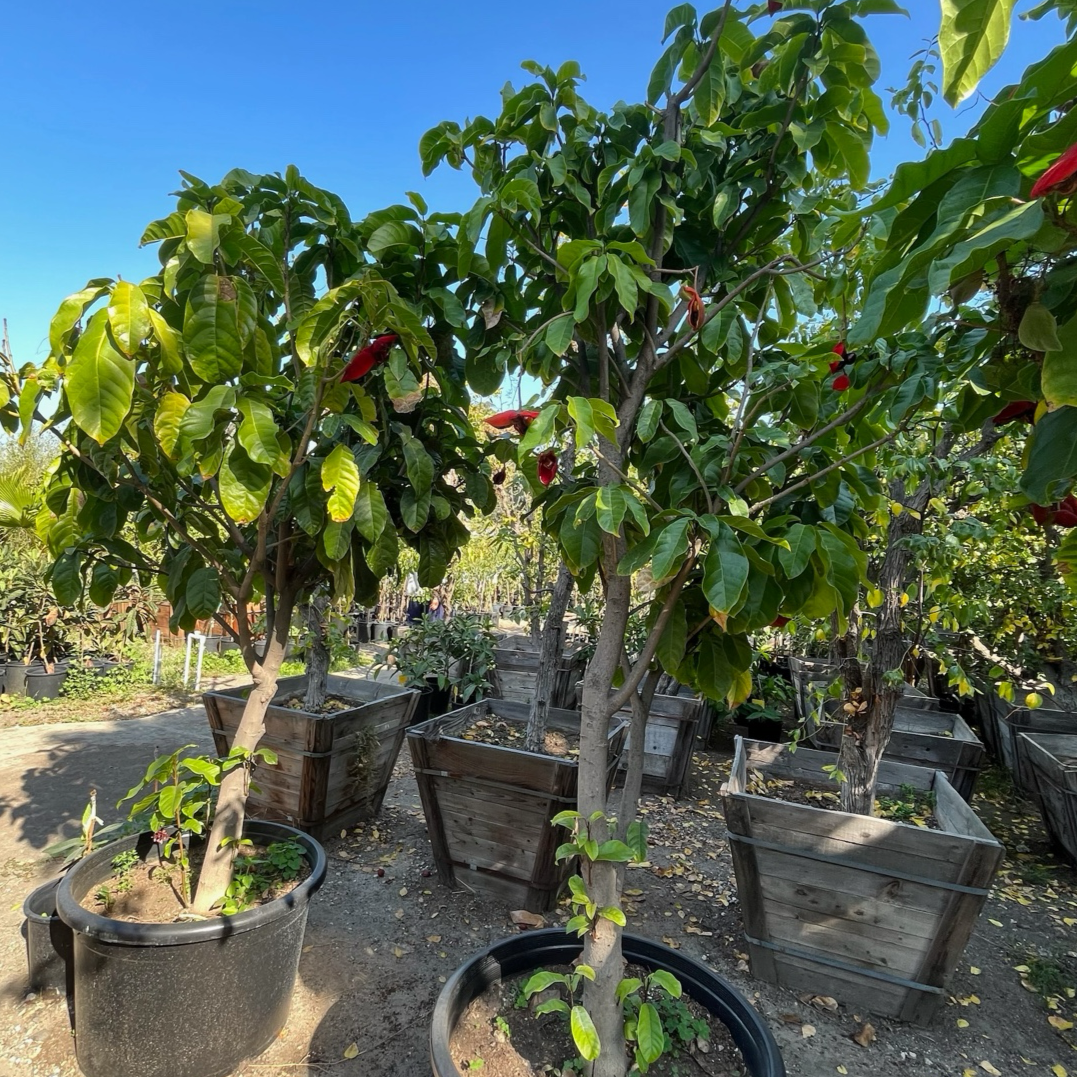 Lance-leaved Sterculia