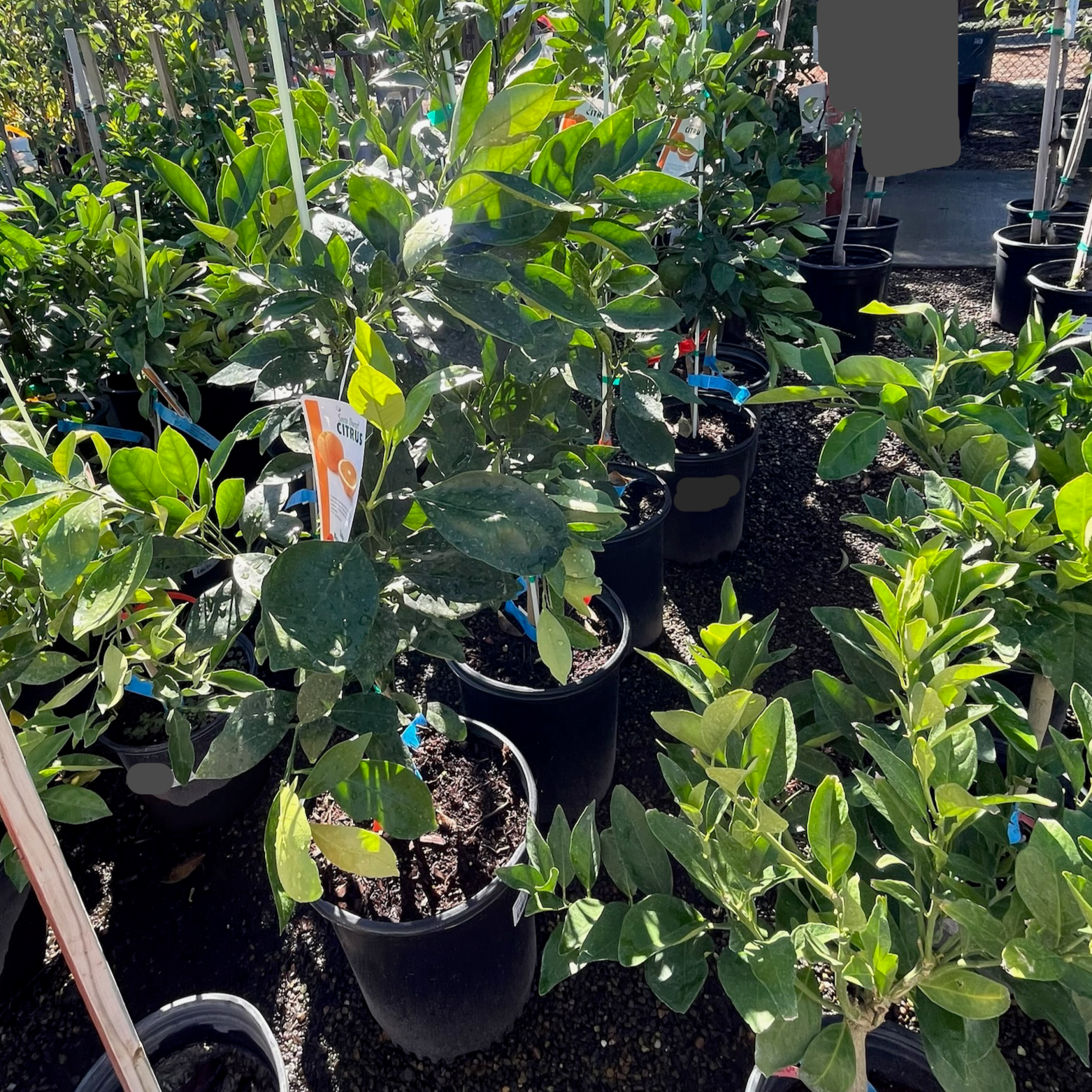 Lane Late Navel Orange