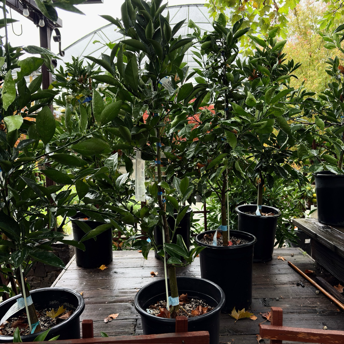 Lane Late Navel Orange Tree